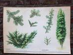 Vintage botanische schoolkaart rode taxus en jeneverbes, Antiek en Kunst, Natuur en Biologie, Ophalen of Verzenden