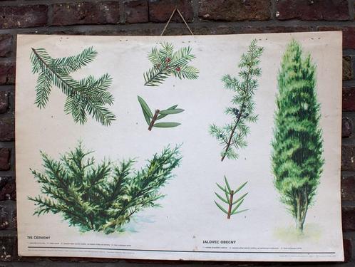 Vintage botanische schoolkaart rode taxus en jeneverbes, Antiek en Kunst, Antiek | Schoolplaten, Natuur en Biologie, Ophalen of Verzenden