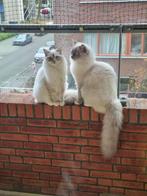 Twee lieve Ragdolls zoeken samen een liefdevol thuis, Meerdere dieren