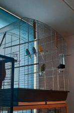 Grasparkieten te koop met kooi., Dieren en Toebehoren, Meerdere dieren, Parkiet