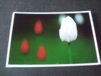 China Tulpen 15 voor gedrukte/gefrankeerde kaarten., Verzenden, Postfris, Dier of Natuur