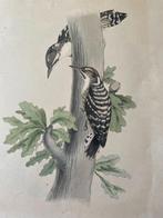 Fauna Japonica Picus Kisuki 1830, Antiek en Kunst, Ophalen of Verzenden