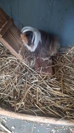 Langharige Cavia's, Dieren en Toebehoren, Knaagdieren, Januari, Meerdere dieren, Cavia