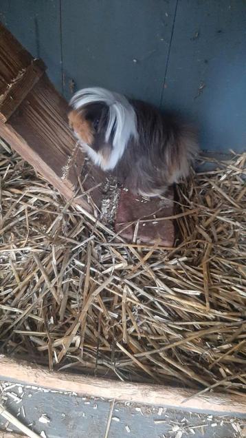 Langharige Cavia's beschikbaar voor biedingen