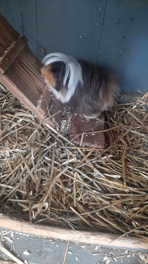 Langharige Cavia's, Dieren en Toebehoren, Knaagdieren, Meerdere dieren, Cavia, Januari