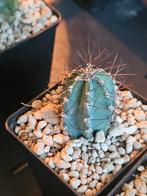 cereus aethiops, Ophalen of Verzenden, Overige soorten, Minder dan 100 cm