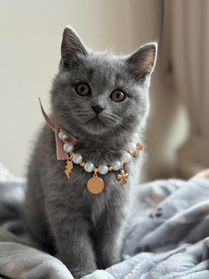 Britse korthaar kittens bijna 12 weken oud, Dieren en Toebehoren, Katten en Kittens | Raskatten | Korthaar, Meerdere dieren, Met stamboom