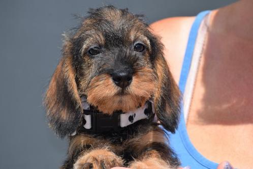 Teckel pups Ruwhaar juist uit nestje, Dieren en Toebehoren, Honden | Teckels en Dashonden, Meerdere dieren, Ruwhaar, Dwerg, Fokker | Professioneel