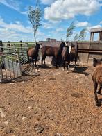 Zwartbles  fokooien, Dieren en Toebehoren, Schapen, Geiten en Varkens, Vrouwelijk, Schaap