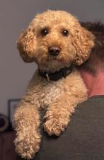 Dekreu Labradoodle mini, Dieren en Toebehoren, Reu, CDV (hondenziekte), Eén hond, 3 tot 5 jaar