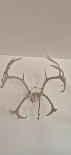 Gewei edelhert met schedel, Ophalen