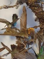 37 opgezette kolibries, Verzamelen, Ophalen, Vogel, Opgezet dier
