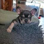 🥰 prachtige, super gave x franse Bulldog pups geboren 🥰, Dieren en Toebehoren, Bulldog, Meerdere, Meerdere dieren, Nederland