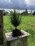 Taxus baccata, Tuin en Terras, Planten | Bomen, Ophalen