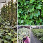 AANBIEDING Hedera Hibernica, Tuin en Terras, Planten | Tuinplanten, Ophalen, Bloeit niet, Klimplanten, Halfschaduw