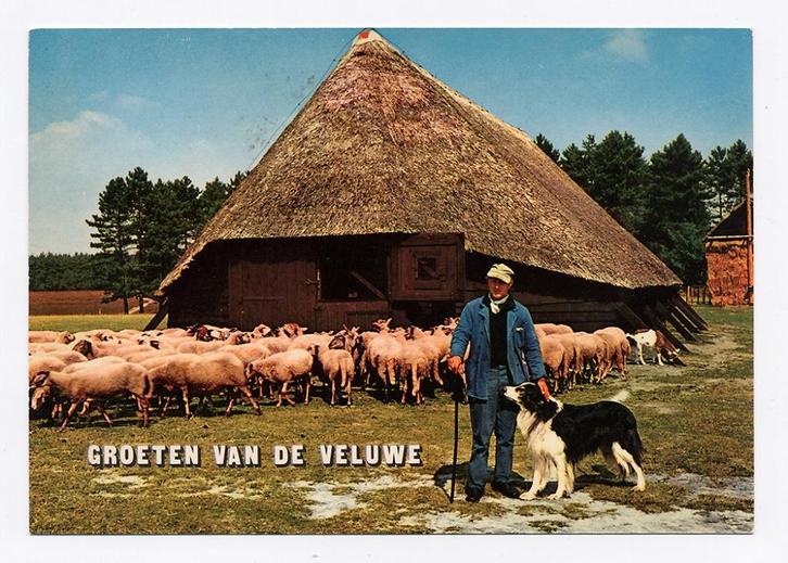 Groeten van De Veluwe - Schaapskudde schaapskooi herder hond, Verzamelen, Ansichtkaarten | Nederland, Gelopen, Gelderland, 1980 tot heden