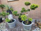 Ilex greenhenge vormsnoei, Ophalen, Overige soorten, Halfschaduw