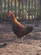 Drents hoen. Jonge haan., Dieren en Toebehoren, Mannelijk, Kip