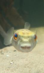 Tetraodon pustulatus 12 cm, Dieren en Toebehoren, Vissen | Aquariumvissen, Vis