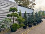 Vormsnoeibomen: Pinus, Taxus, Juniperus & meer, Bloeit niet, Overige soorten, 100 tot 250 cm, Ophalen