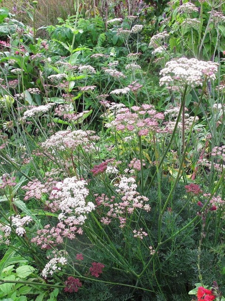 Zaden Seseli montanum, Tuin en Terras, Bloembollen en Zaden, Volle zon, Verzenden