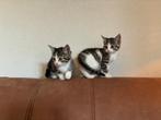 Kittens, Ophalen of Verzenden