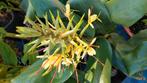 Hedychium gardnerianum, Tuin en Terras, Ophalen of Verzenden, Volle zon, Knol