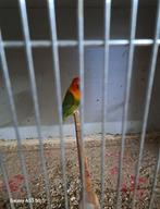 Bewezen koppel fischeries, Dieren en Toebehoren, Meerdere dieren, Parkiet