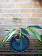 Epipremnum Amplissimum variegata., Ophalen of Verzenden, Zomer, Volle zon