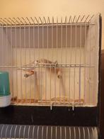 3 koppels zebravinken  + zwartwang man, Meerdere dieren, Tropenvogel