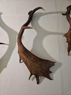 Damhert Gewei Afworpstang, Ophalen, Gebruikt, Hert, Gewei of Kop