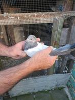 Pakistaanse hoogvliegers, Dieren en Toebehoren, Vogels | Duiven