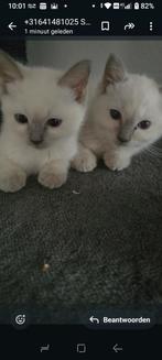 Mooie en lieve Ragdol mannetje en vrouwtje, Dieren en Toebehoren, Katten en Kittens | Raskatten | Langhaar, Meerdere dieren