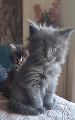 Maine Coons kittens met stamboom, Dieren en Toebehoren, Meerdere dieren, Gechipt