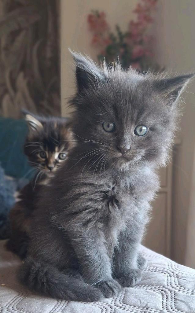 Maine Coons kittens met stamboom, Dieren en Toebehoren, Katten en Kittens | Raskatten | Langhaar, Meerdere dieren, Met stamboom