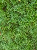 Thuja occidentalis Smaragd / Conifeer, Ophalen of Verzenden, Conifeer, Haag, 100 tot 250 cm