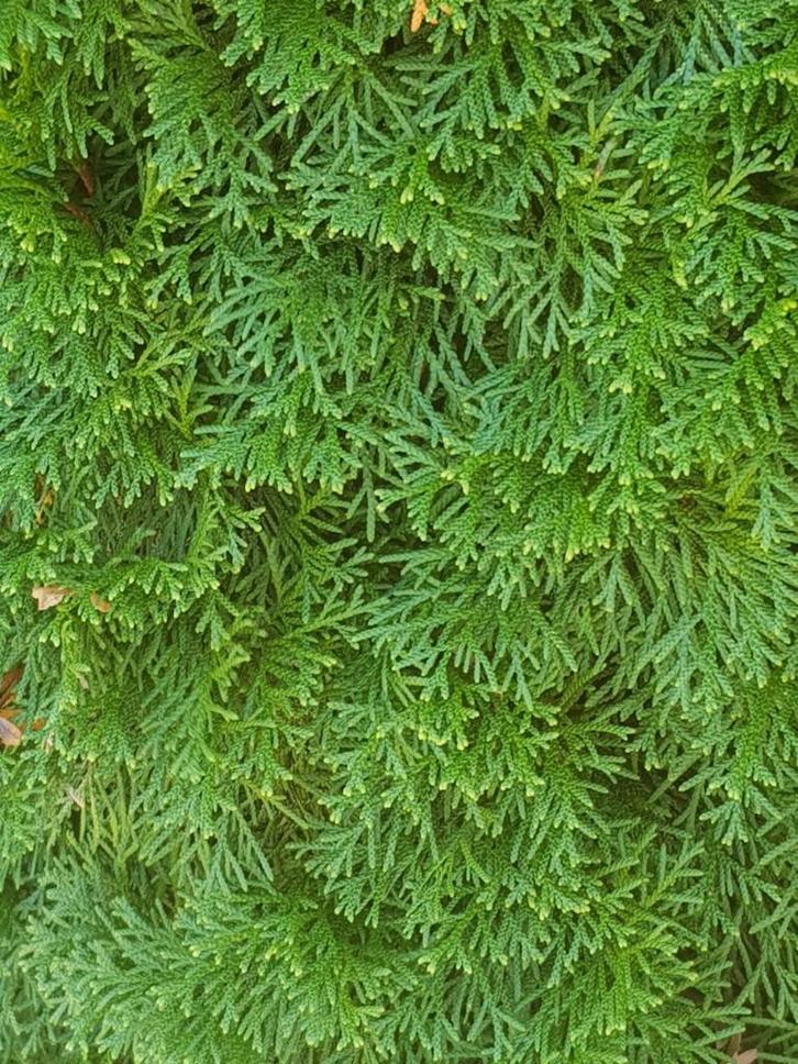 Thuja occidentalis Smaragd / Conifeer, Tuin en Terras, Planten | Struiken en Hagen, Haag, Conifeer, 100 tot 250 cm, Ophalen of Verzenden