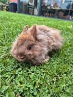 Jonge vosdwerg, Dieren en Toebehoren, Konijnen, Mannelijk, Dwerg
