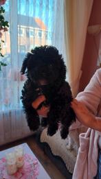 Toypoedel, Dieren en Toebehoren, Poedel, Parvo, Reu, 8 tot 15 weken