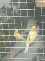 Koppel gele kanaries, Dieren en Toebehoren, Vogels | Kanaries, Meerdere dieren, Kleurkanarie