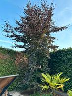 ‼️Berken boom BIEDEN‼️, Ophalen