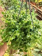 Peperomia Rotundifolia - Hangplant, Huis en Inrichting, Ophalen of Verzenden