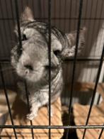Chinchilla’s zoeken een nieuw huisje…., Dieren en Toebehoren, Knaagdieren, Mannelijk, Chinchilla, Voor 1 juli 2024, Tam