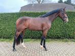 Brave 3,5 jarige ruin, Dieren en Toebehoren, Ruin, Dressuurpaard, 3 tot 6 jaar