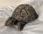 Schilpad, van steena, Dieren en Toebehoren, Reptielen en Amfibieën, Schildpad