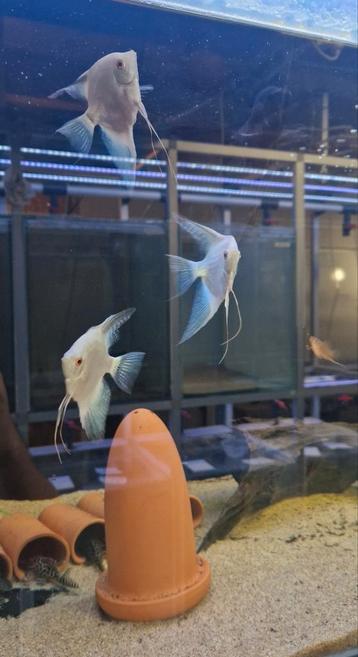 3 Bulgarian seal point maanvissen beschikbaar voor biedingen