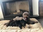 Labradoodle puppy’s, Dieren en Toebehoren, Parvo, Overige rassen, 8 tot 15 weken, Meerdere