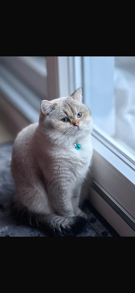 Bristekorthaar dekkater Angelo, Dieren en Toebehoren, Katten en Kittens | Overige Katten, Kortharig, Kater, 3 tot 5 jaar