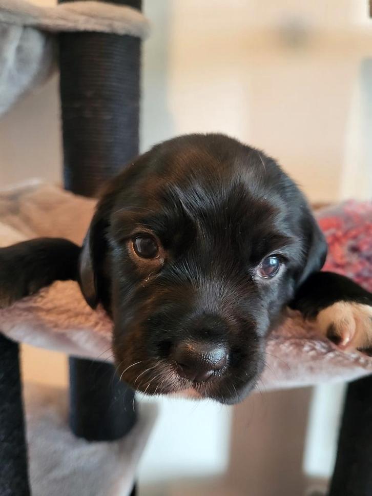 Prachtige Bocker pups (Beagle x Cocker Spaniel), Dieren en Toebehoren, Honden | Niet-rashonden, Middel, Meerdere dieren, Fokker | Professioneel