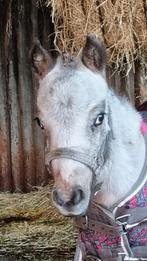 mini appaloosa hengstje (nieuwe advertentie), Dieren en Toebehoren, Paarden, Minder dan 160 cm, Gechipt, 0 tot 2 jaar, Hengst